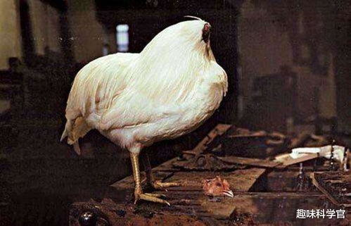一只公鸡被斩掉头部后,仍存活了18个月,揭开它的不死之谜