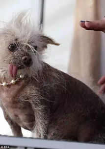 世界最丑狗狗比赛冠军出炉,长得越丑人气越高