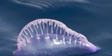 澳大利亚现毒水母 上万名游客被蛰多个海滩关闭(澳大利亚灯水母)