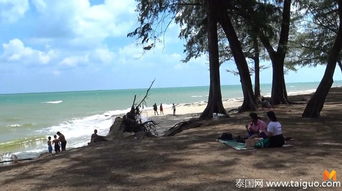 泰南宋卡海滩现毒水母 游客被蛰伤