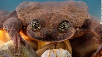 世界上最孤独的青蛙“罗密欧”脱单了 一只Sehuencas水蛙(世界上最孤独的树)