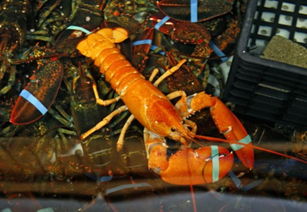 幸运 美渔夫同一海域再捕获亮橙色稀有龙虾 