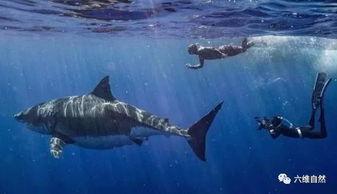 身长6米超级大白鲨,是现存世界上最大的白鲨,年龄超过50多岁