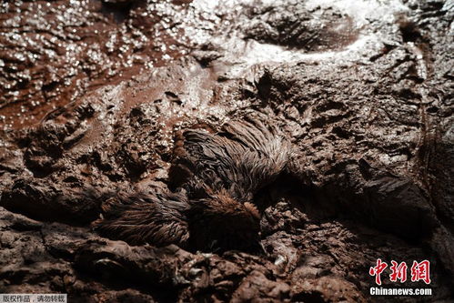 巴西矿坝决堤 泥石流中动物变 雕塑 