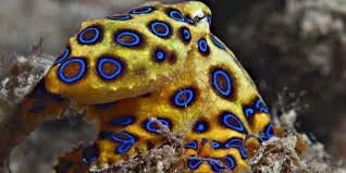 致命蓝纹章鱼blue-ringed octopus毒性有多可怕 咬一口可杀26人(龙之谷2致命纹章叫什么)