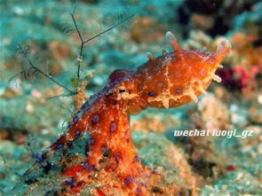 蓝纹章鱼blue-ringed octopus毒性有多可怕 咬一口可杀26人(蓝纹章鱼能吃吗)