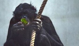 黑猩猩找女伴搬家遭霸凌 40万人请愿求动物园放过