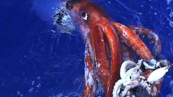 巨型乌贼现身日本海域,体型庞大,体长可达8米,犹如外星怪物