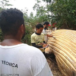 亚马逊丛林现10吨重鲸鱼尸体