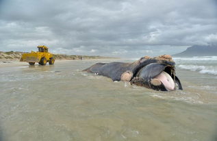 南非海滩现10米长鲸鱼尸体 20名工人花3小时搬运 