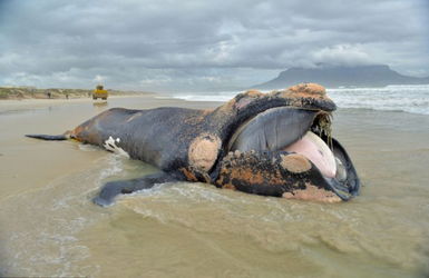 南非海滩现10米长鲸鱼尸体 引游客围观 高清组图 