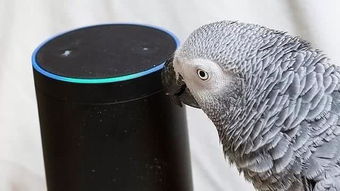 鹦鹉“罗科”趁主人不在家通过Alexa智能音箱来语音网购