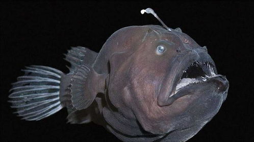 深海鱼如何适应黑暗 高压 低温的环境