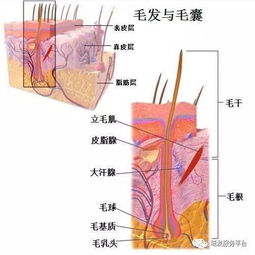 反复拔头发会长不出新头发 