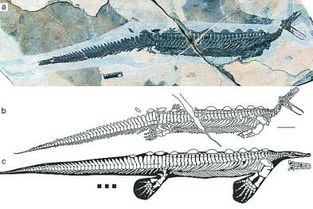2.48亿年前类鸭嘴兽化石首次被发现