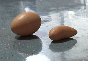 奇葩怪异形状的鸡蛋：农村母鸡下了蛋 村民这辈子都没见过!(奇葩形状怪异的椅子照片)