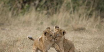 捷克男子家后院养两只狮子当宠物 不幸丧命狮口