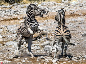 非洲两雄性斑马争 女友 大打出手 场面激烈 