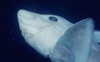 罕见镜头拍下深海鬼鲨 眼睛巨大长得如外星生物 