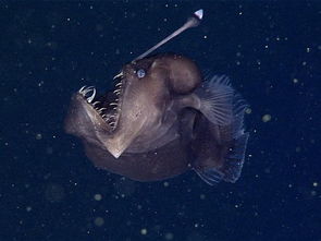 深海现在奇怪的生物:像鸡在游泳
