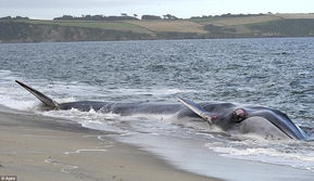 50英尺巨鲸搁浅海滩 伤势过重难脱浅 