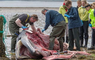 海滩上有巨大的鲸鱼尸体 被当场解剖 比利时
