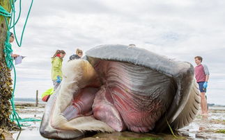 英国海滩发现巨型须鲸死尸 工作人员现场解剖