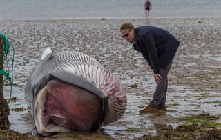 英海滩发现巨鲸死尸 专家现场解剖 