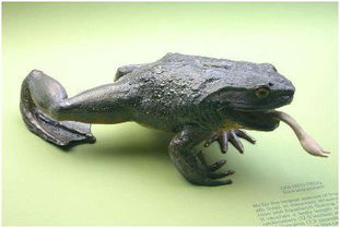 非洲惊现最长青蛙 喀麦隆巨蛙的历史与命运