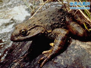 世界上最大的蛙类,喀麦隆巨蛙 身长一米 