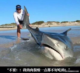 谁是真凶?澳大利亚男子钓到100公斤重鲨鱼头
