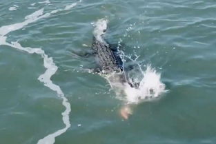 澳两男子捕鱼偶然引发巨鳄和鲨鱼水中抢食决斗