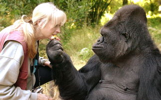 还记得会使用手语的大猩猩科科吗 它去世了,享年46岁 