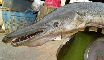 泰国渔民捕获古老的鱼类,在地球上已存在1亿年
