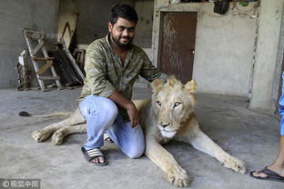巴基斯坦兄弟俩载狮兜风 和狮子一起吃饭生活