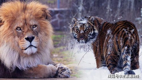 如果把老虎放到非洲去,狮子会被它咬死吗