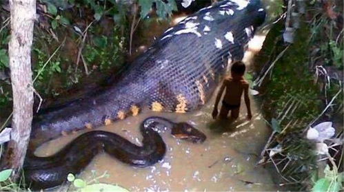 太吓人了 能将2米长的鳄鱼整个吞食掉的森蚺,却被美洲虎咬死