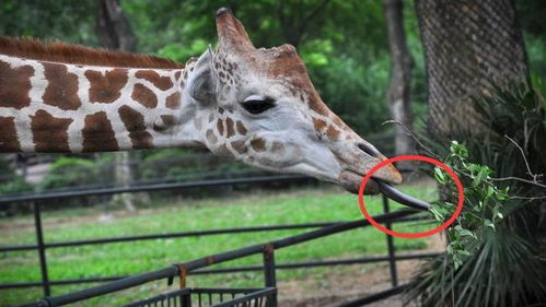 冷知识 长颈鹿的舌头能舔到自己耳朵里