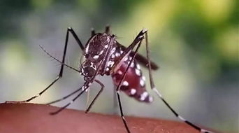 文山人注意了 已有1235人因为这种 花蚊子 住进医院,请远离