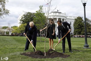 直击 美国总统特朗普与法国总统马克龙同框种树,种树寓意深远 