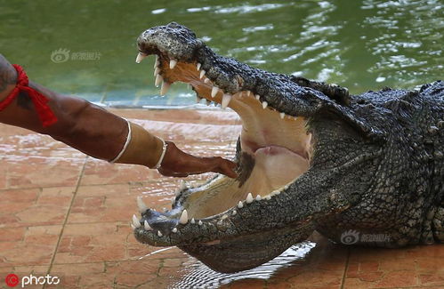 泰国猛男将头伸入鳄鱼口中（图）