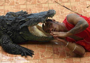 泰国猛男将头伸入鳄鱼口中与死神如此接近 