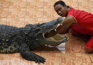 泰国猛男将头伸入鳄鱼口中与死神如此接近 