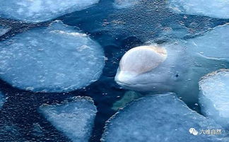 俄罗斯一鲸鱼监狱将被关闭,近百头鲸鱼放归海洋,引起普京关注
