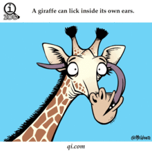 长颈鹿的舌头可以舔到自己耳朵里面（图）(长颈鹿的舌头可以有0.5米的英文)