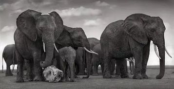 男子杀大象5000多头,称 猎杀,为了控制物种数量
