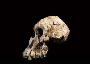 5万年前的新人类物种遗骸 吕宋古人类（Homo Luzonensis）