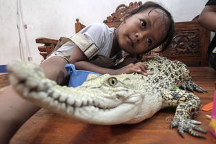 3岁女孩Dilan Maharani和鳄鱼成好朋友 女童与蟒蛇鳄鱼共浴(3岁女孩掉头发)