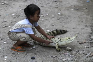 印尼三岁小女孩和鳄鱼成好朋友 一起玩耍沐浴 