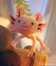 日本＂人脸＂鲤鱼 盘点那些奇形怪状的动物（图片）(日本鲤鱼图片)